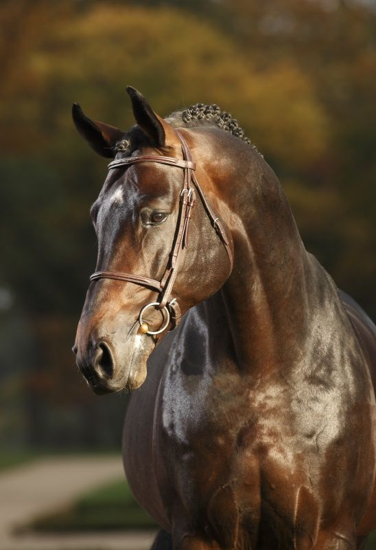 Hanoverian stallion Cosinhus